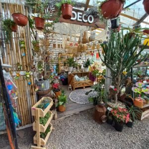 la boutique de las plantas vivero en berazategui platanos