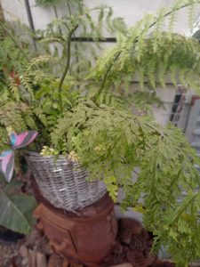 WhatsApp Image 2024-10-11 at 11.34.29 (1)