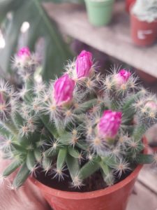 WhatsApp Image 2024-10-11 at 11.34.29 (2)