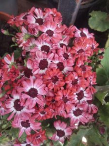 WhatsApp Image 2024-10-11 at 11.34.30